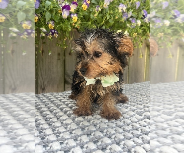 Medium Photo #3 Yorkshire Terrier Puppy For Sale in INDIANAPOLIS, IN, USA