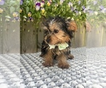 Small #2 Yorkshire Terrier