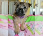 Puppy Mallory Cairn Terrier