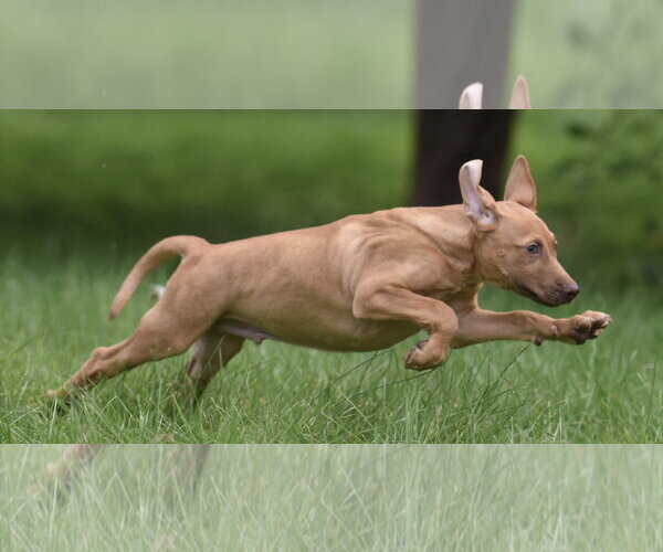 Medium Photo #2 Labrador Retriever Puppy For Sale in Mechanicsburg, PA, USA