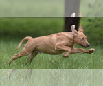 Small #1 Labrador Retriever