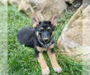 Mutt Dogs for adoption in Sandy, UT, USA