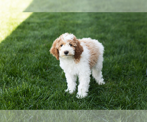 Goldendoodle Puppy for sale in MILLERSBURG, IN, USA