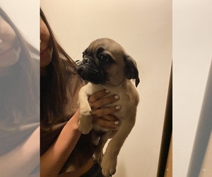 Pug Puppy for sale in PALMDALE, CA, USA