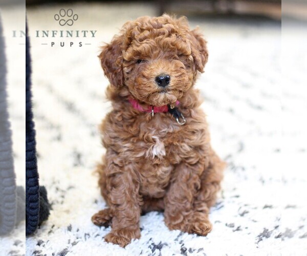 Medium Photo #5 Goldendoodle (Miniature) Puppy For Sale in LANCASTER, PA, USA