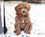 Small Photo #5 Goldendoodle (Miniature) Puppy For Sale in LANCASTER, PA, USA