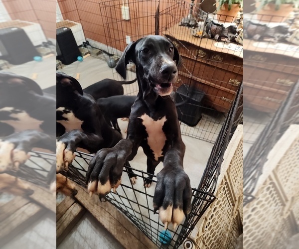 Medium Photo #1 Great Dane Puppy For Sale in CANTONMENT, FL, USA