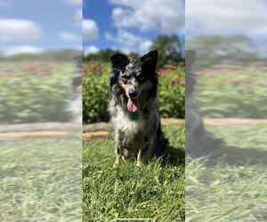 Mother of the Miniature Australian Shepherd puppies born on 08/30/2025