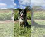 Small Photo #1 Miniature Australian Shepherd Puppy For Sale in GLENWOOD, IN, USA