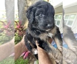 Small Photo #12 Aussiedoodle Puppy For Sale in LONGWOOD, FL, USA