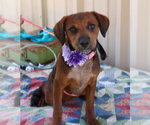 Small #3 Dachshund