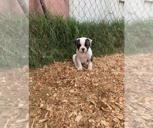 American Bulldog Puppy for sale in WALTERBORO, SC, USA