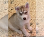 Small Photo #7 Siberian Husky Puppy For Sale in FRESNO, CA, USA