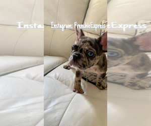 French Bulldog Puppy for sale in CRANSTON, RI, USA