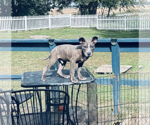 Medium Photo #7 American Pit Bull Terrier-Unknown Mix Puppy For Sale in Columbus, IN, USA