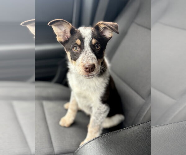 Medium Photo #1 Mutt Puppy For Sale in Sandy, UT, USA