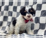 Small Photo #4 YorkiePoo Puppy For Sale in LAKELAND, FL, USA