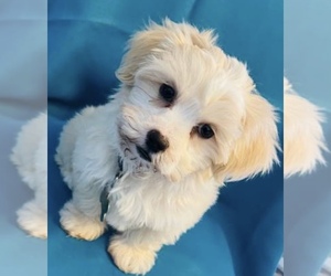 Havashu Puppy for sale in ARLINGTON, TX, USA