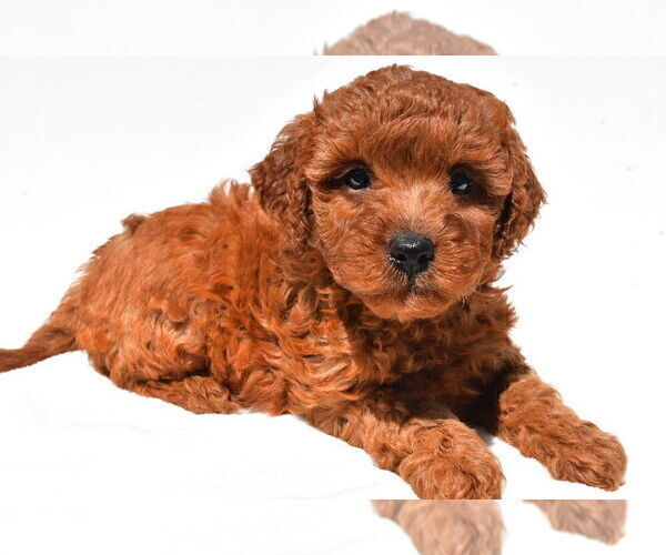 Medium Photo #35 Goldendoodle mix (+ Poodle Miniature) Puppy For Sale in DURHAM, CT, USA