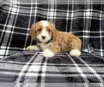 Small #1 Cavapoo (Miniature)