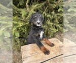 Small #1 Bernedoodle (Miniature)