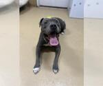 Small American Pit Bull Terrier Mix