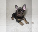 Puppy Mitchell French Bulldog