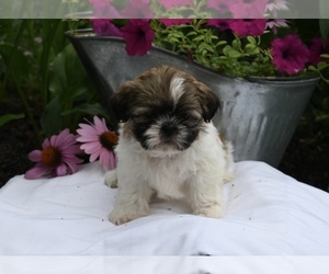 Shih Tzu Puppy for sale in MILLERSBURG, OH, USA