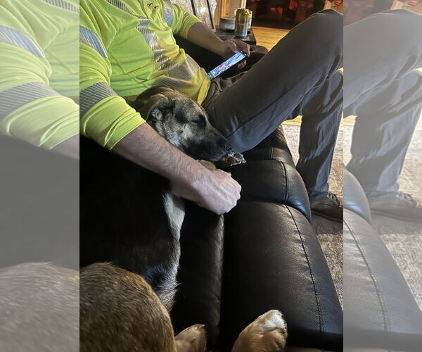 Medium Photo #2 Shepradors Puppy For Sale in Princeton, MN, USA