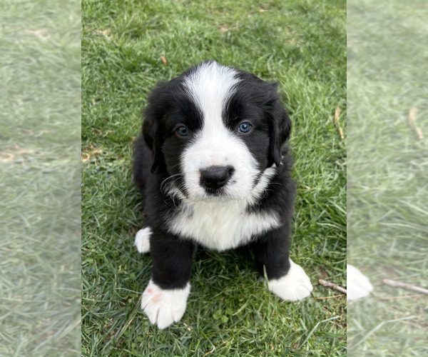 Medium Photo #6 Bordernese Puppy For Sale in LATROBE, PA, USA