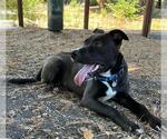 Small #1 American Pit Bull Terrier