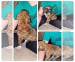 Small Photo #13 Boxer Puppy For Sale in HASLETT, MI, USA