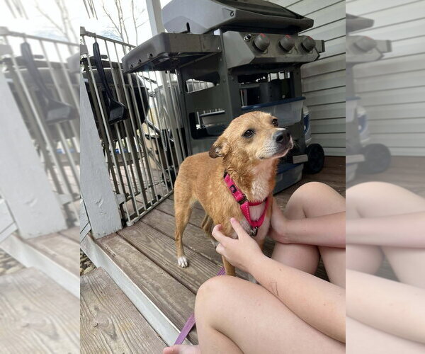 Medium Photo #12 Mutt Puppy For Sale in Candler, NC, USA