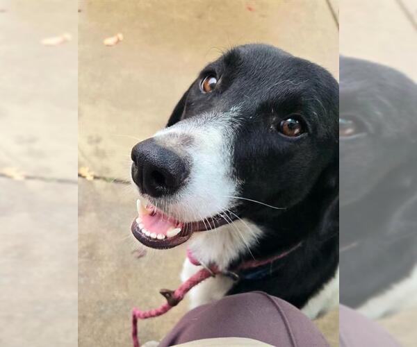 Medium Photo #2 Border Collie Puppy For Sale in Sacramento, CA, USA