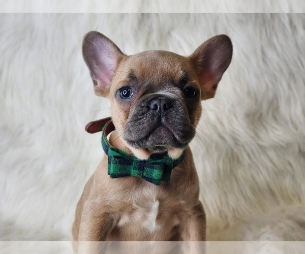 Full screen Photo #2 French Bulldog Puppy For Sale in CRANSTON, RI, USA