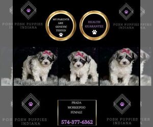 Morkie-Poodle (Miniature) Mix Puppy for sale in WARSAW, IN, USA
