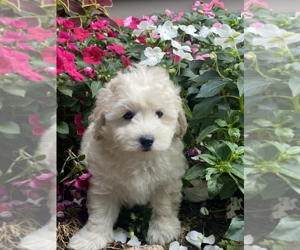 Medium Photo #3 Coton de Tulear-Poodle (Toy) Mix Puppy For Sale in CANOGA, NY, USA