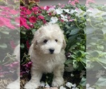 Small #2 Coton de Tulear-Poodle (Toy) Mix
