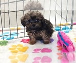 Ginger - Female Cavapoo (Miniature)-Poodle (Toy) Mix Puppy for Sale - Photo #6