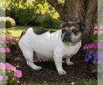 Small French Bulldog