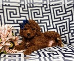 Small Photo #5 Poodle (Toy) Puppy For Sale in GLEN ROCK, PA, USA