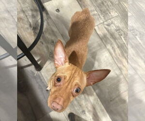 Mutt Dogs for adoption in Mount Pleasant, SC, USA