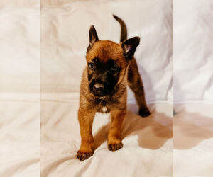 Belgian Malinois Puppy for sale in ROYAL, TN, USA