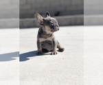Small Photo #4 French Bulldog Puppy For Sale in BLOOMINGTON, CA, USA