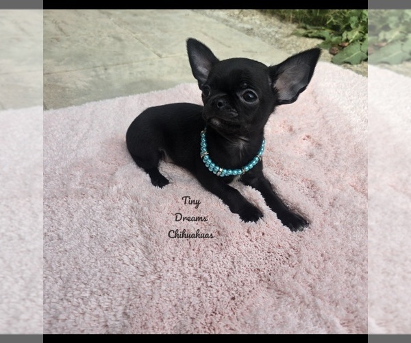 Medium Photo #1 Chihuahua Puppy For Sale in CRAFTON, PA, USA