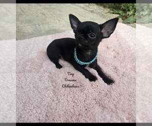Chihuahua Puppy for sale in CRAFTON, PA, USA