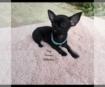 Small Chihuahua