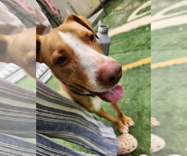 Medium Photo #3 Boxador Puppy For Sale in garner, NC, USA