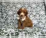 Small Cockapoo (Miniature)