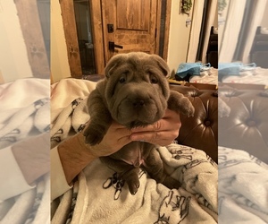 Chinese Shar-Pei Puppy for sale in CARDINGTON, OH, USA